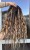 IMG_8743.jpeg