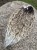 IMG_2452.jpeg