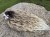 IMG_2443.jpeg