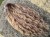 IMG_2367.jpeg