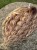 IMG_2391.jpeg