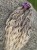 IMG_2505.jpeg