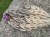 IMG_2520.jpeg