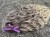 IMG_2495.jpeg