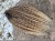IMG_8260.jpeg