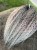 IMG_5945.jpeg